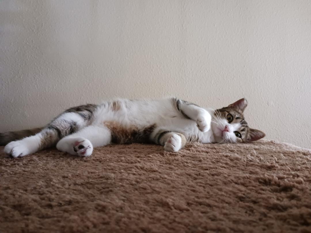 Enlarge Hadley, a Adoptable Domestic Short Hair in Oceanside, CA image 13/16