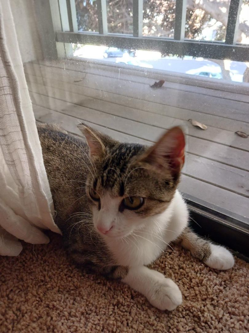 Enlarge Hadley, a Adoptable Domestic Short Hair in Oceanside, CA image 14/16