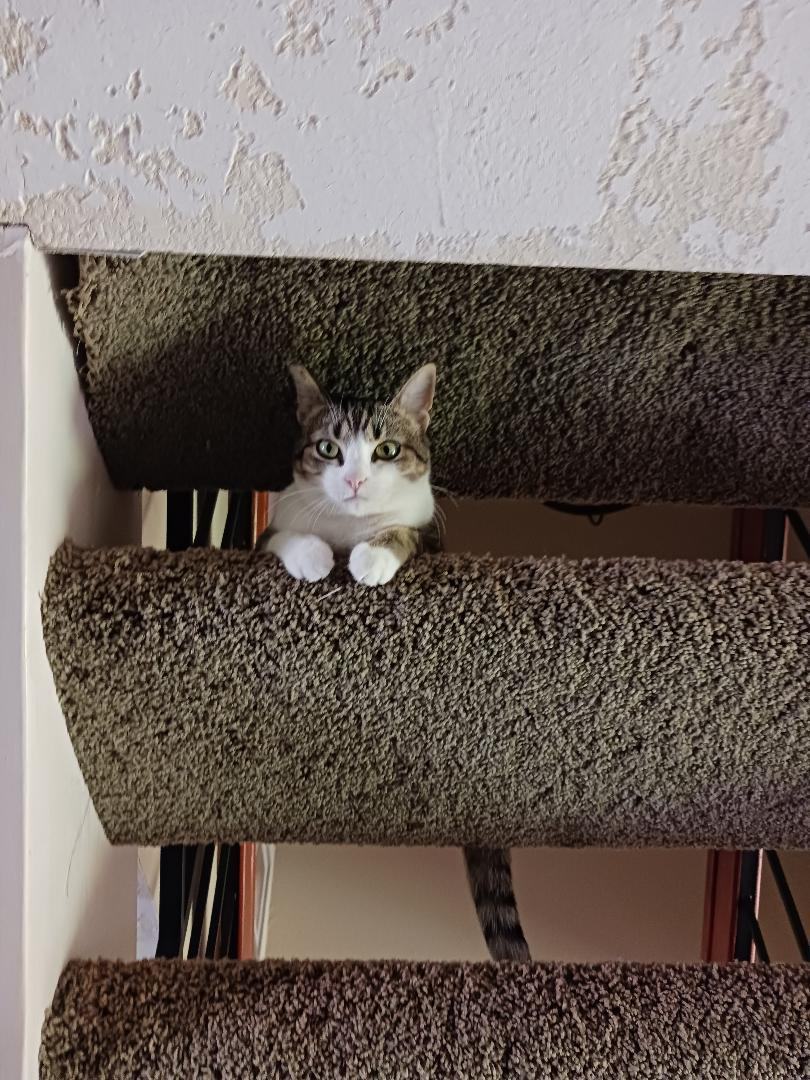 Enlarge Hadley, a Adoptable Domestic Short Hair in Oceanside, CA image 15/16