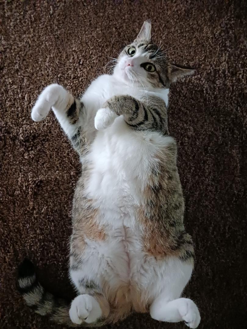 Enlarge Hadley, a Adoptable Domestic Short Hair in Oceanside, CA image 16/16