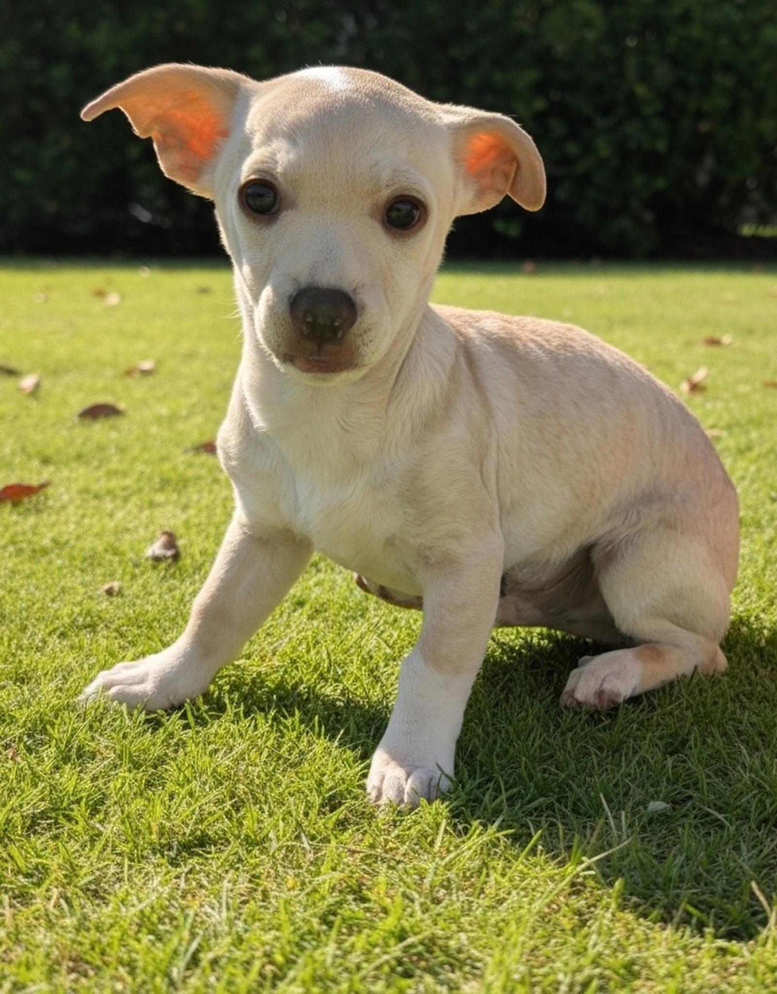 Harley, ADOPTABLE, Puppy Male Chihuahua.