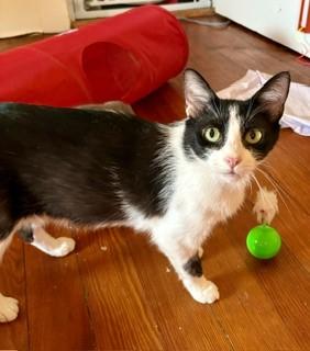 Noodle, a Adoptable mixed breed in Hull, MA image 2/5