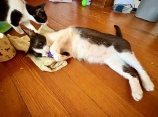 Noodle, a Adoptable mixed breed in Hull, MA image 3/5