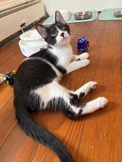 Noodle, a Adoptable mixed breed in Hull, MA image 1/5