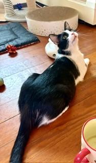 Noodle, a Adoptable mixed breed in Hull, MA image 4/5