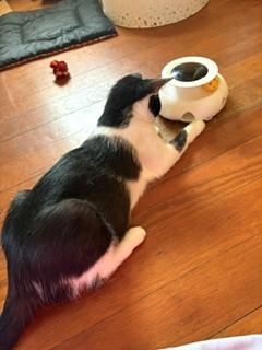 Noodle, a Adoptable mixed breed in Hull, MA image 5/5