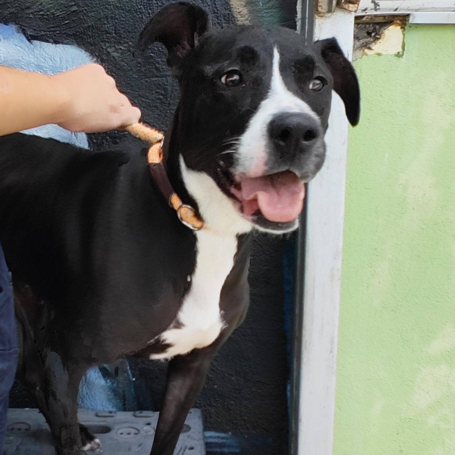 Cleo, ADOPTABLE, Adult Female Pit Bull Terrier.