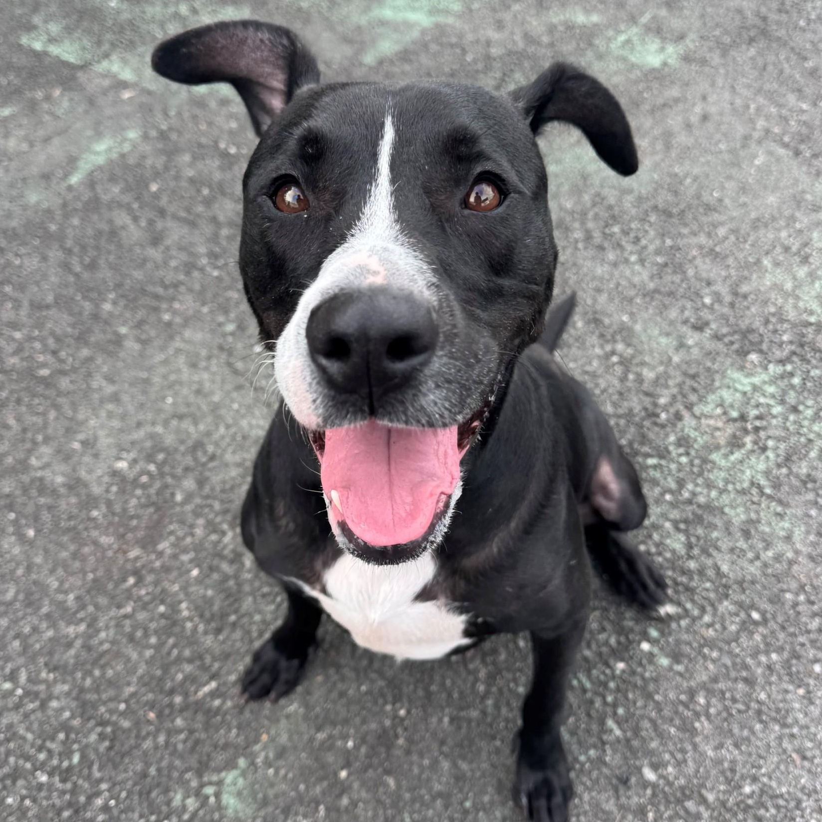 Enlarge Cleo, a Adoptable Pit Bull Terrier in Jersey city, NJ image 1/2