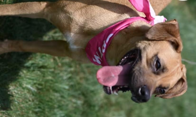 Lottie, Adopted, Young Female Labrador Retriever.