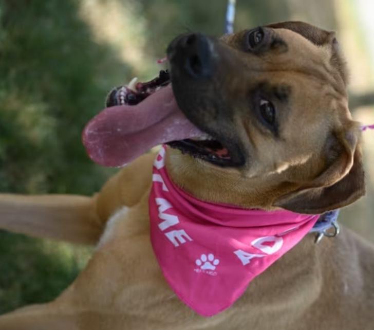 Enlarge Lottie, a Adopted Labrador Retriever in Middlebury, CT image 2/2