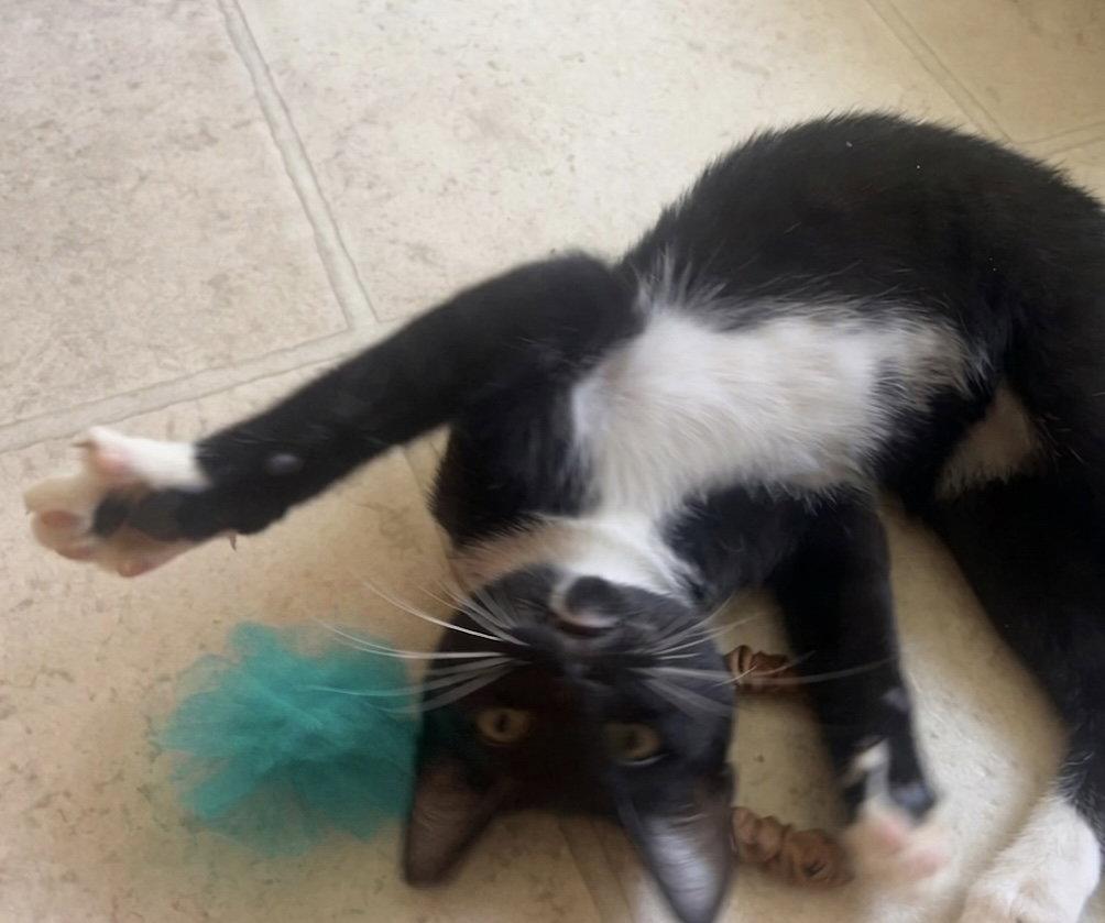 Bud, Adoptable, Kitten Male Domestic Short Hair & Tuxedo.