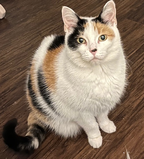 Bella, Adopted, Adult Female American Shorthair & Calico.