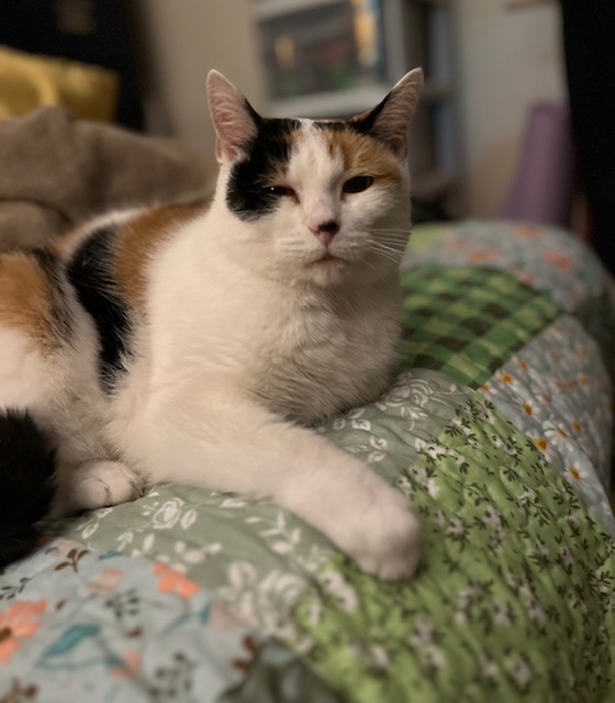 Enlarge Bella, a Adopted mixed breed in Joelton, TN image 4/4