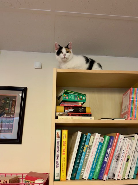 Enlarge Bella, a Adopted mixed breed in Joelton, TN image 3/4