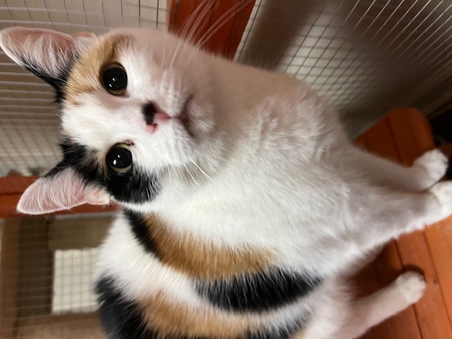 Enlarge Bella, a Adopted mixed breed in Joelton, TN image 2/4