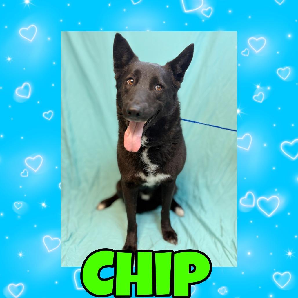 Chip, Adoptable, Adult Male German Shepherd Dog & Mixed Breed.