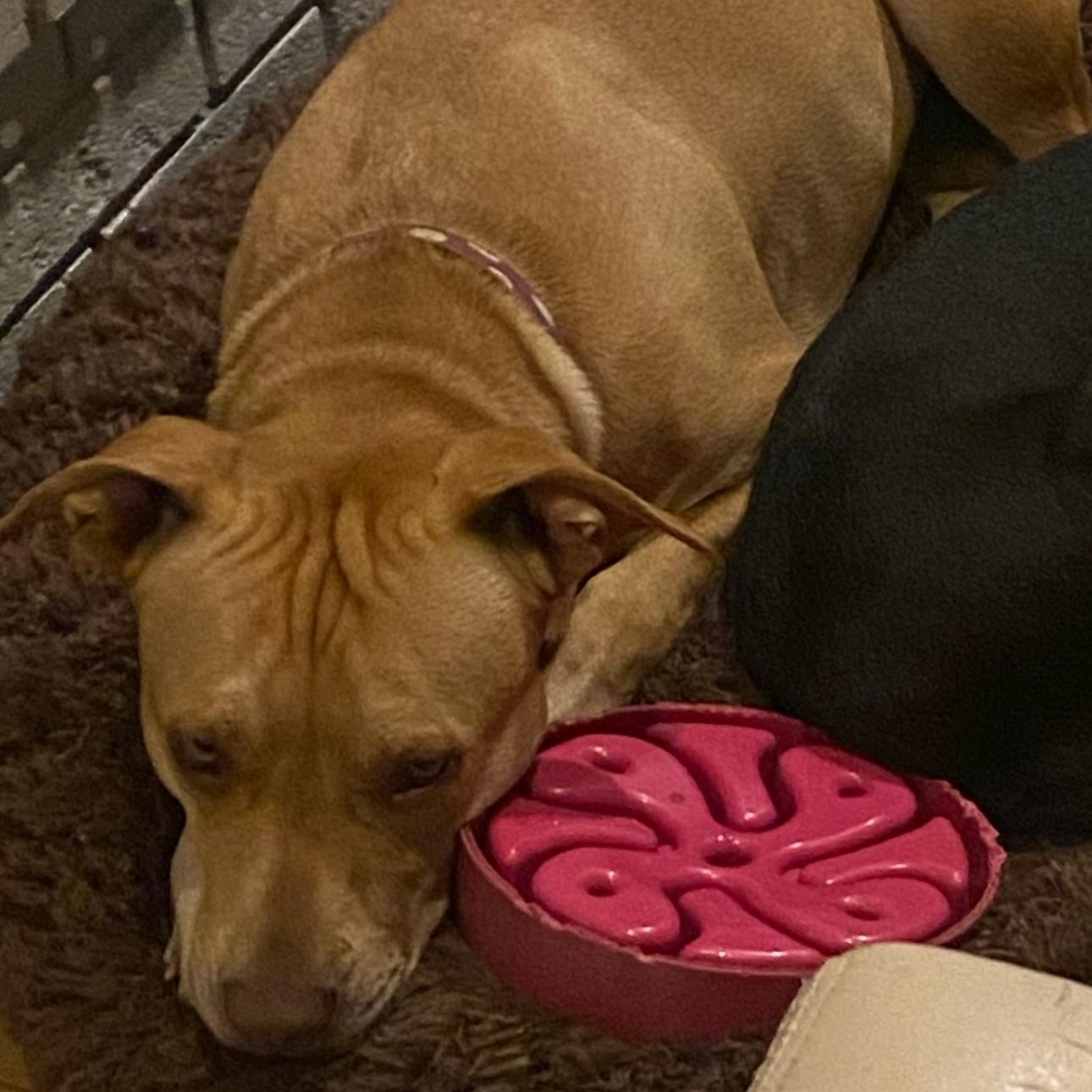 2113 Peaches, Adoptable, Adult Female Terrier.