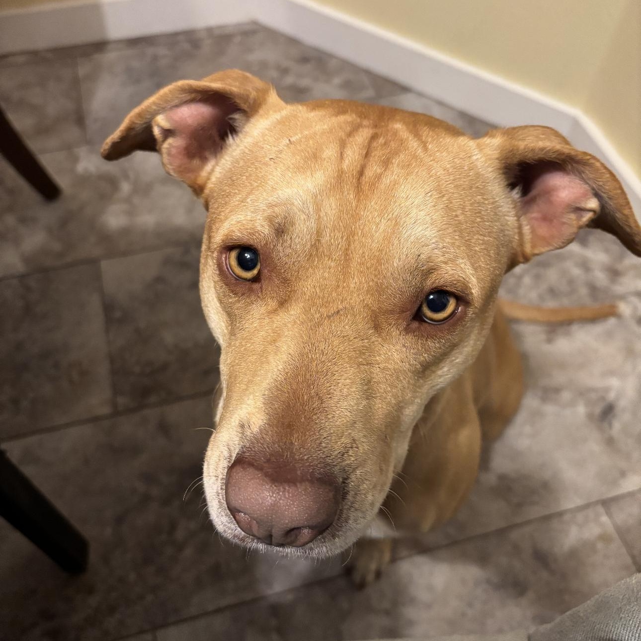 Enlarge 2113 Peaches, a Adoptable mixed breed in Springfield, MO image 3/3