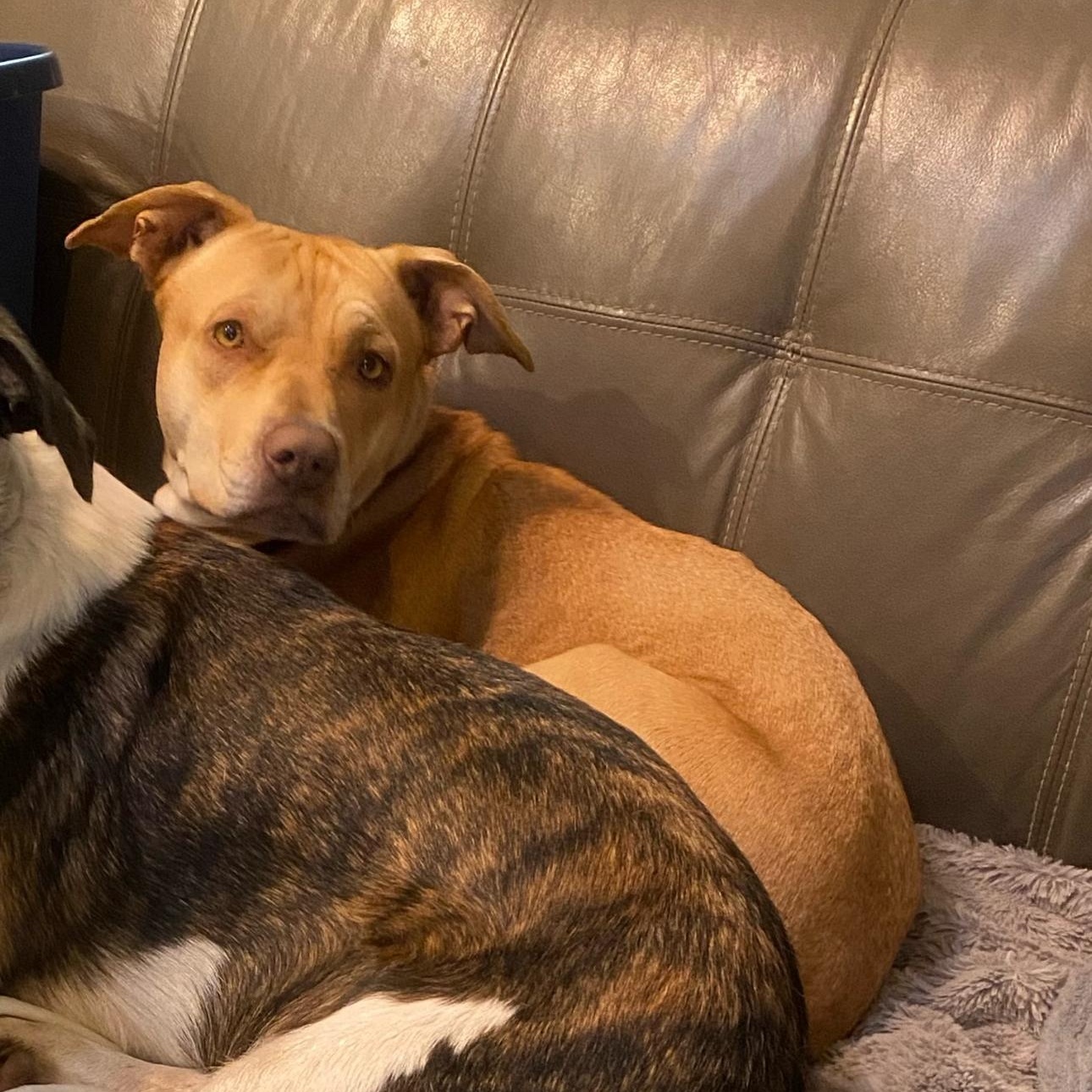 Enlarge 2113 Peaches, a Adoptable mixed breed in Springfield, MO image 2/3