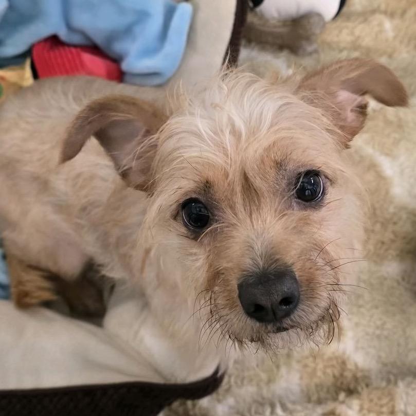 Enlarge Cinnamon Toast Crunch, a Adopted Terrier in Fort Lauderdale, FL image 1/4