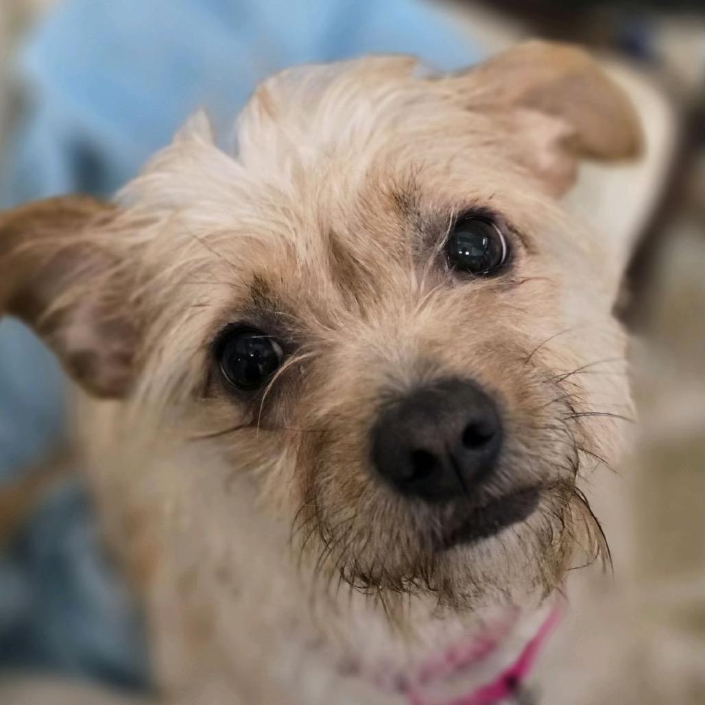 Enlarge Cinnamon Toast Crunch, a Adopted Terrier in Fort Lauderdale, FL image 2/4