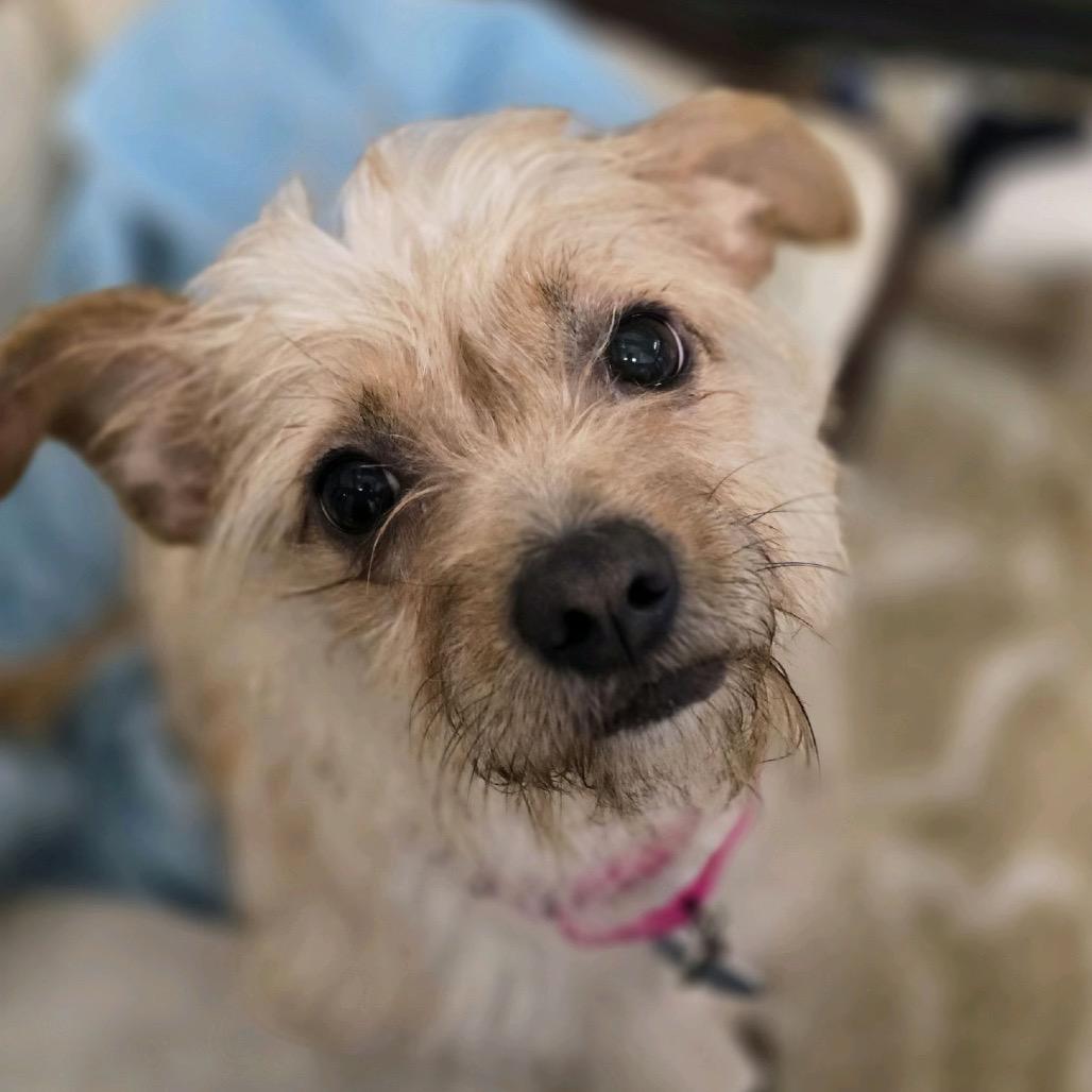 Enlarge Cinnamon Toast Crunch, a Adopted Terrier in Fort Lauderdale, FL image 3/4
