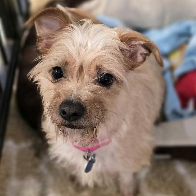 Enlarge Cinnamon Toast Crunch, a Adopted Terrier in Fort Lauderdale, FL image 4/4