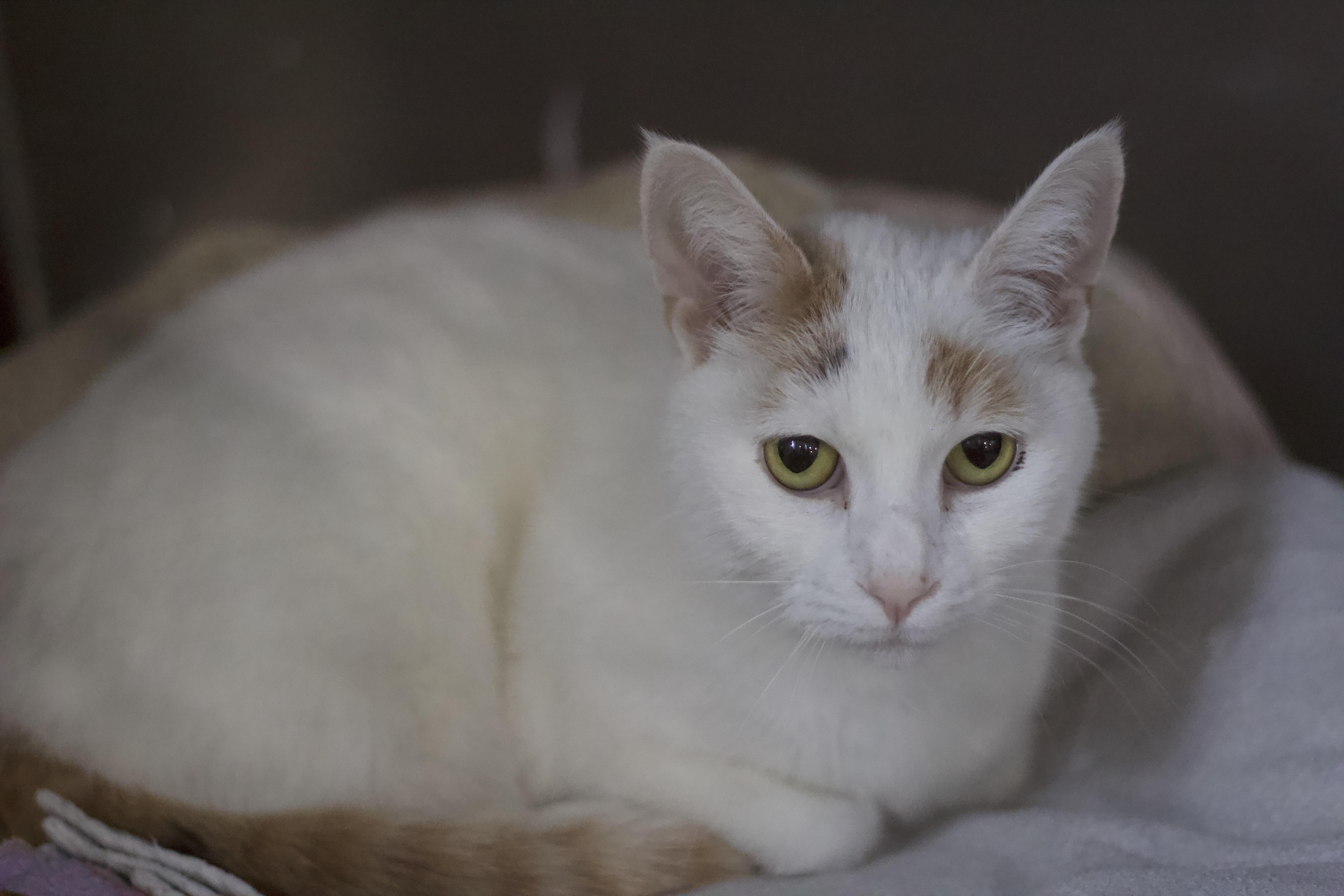 Enlarge Princess, a Adoptable Domestic Short Hair in Ottumwa, IA image 1/2