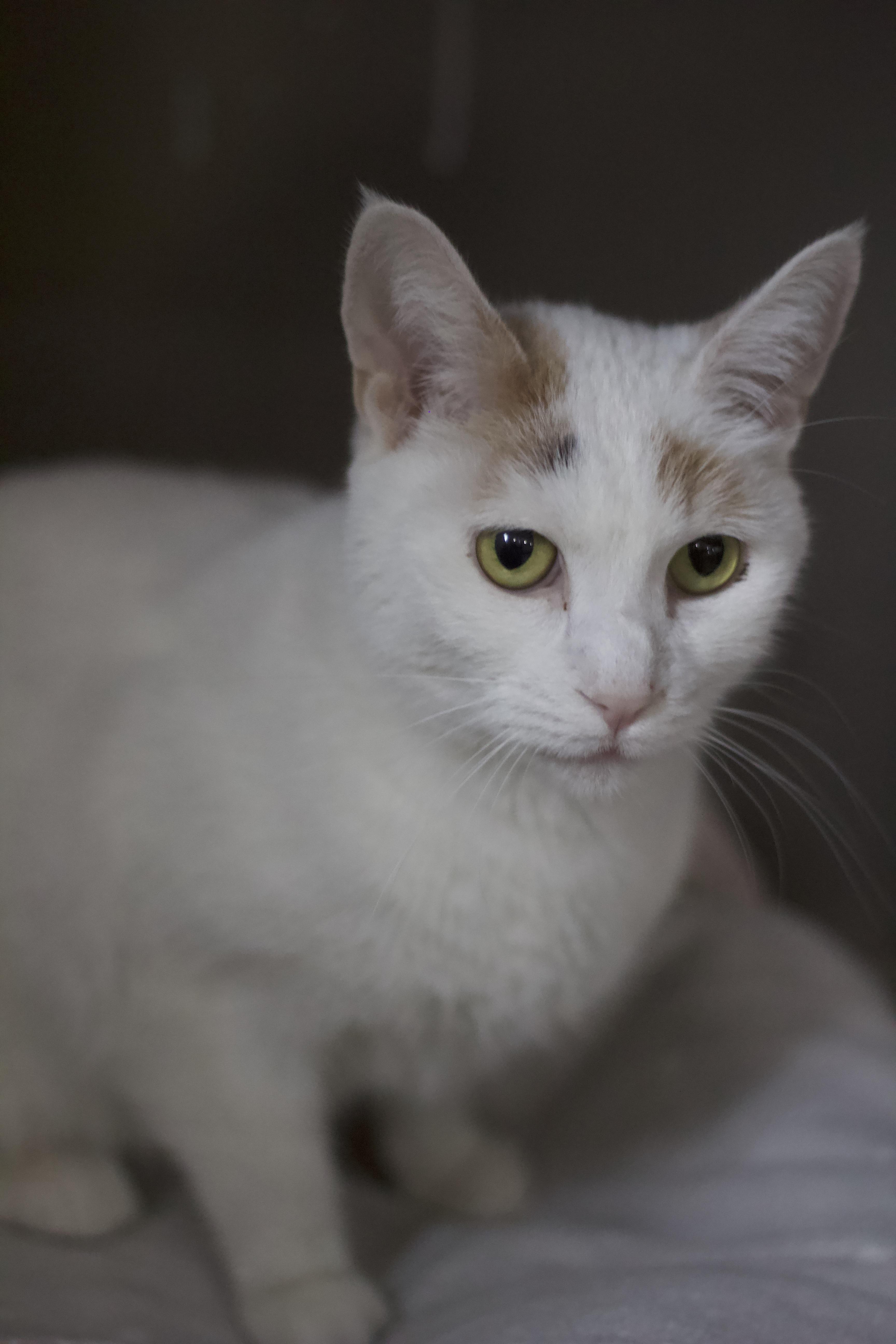 Enlarge Princess, a Adoptable Domestic Short Hair in Ottumwa, IA image 2/2