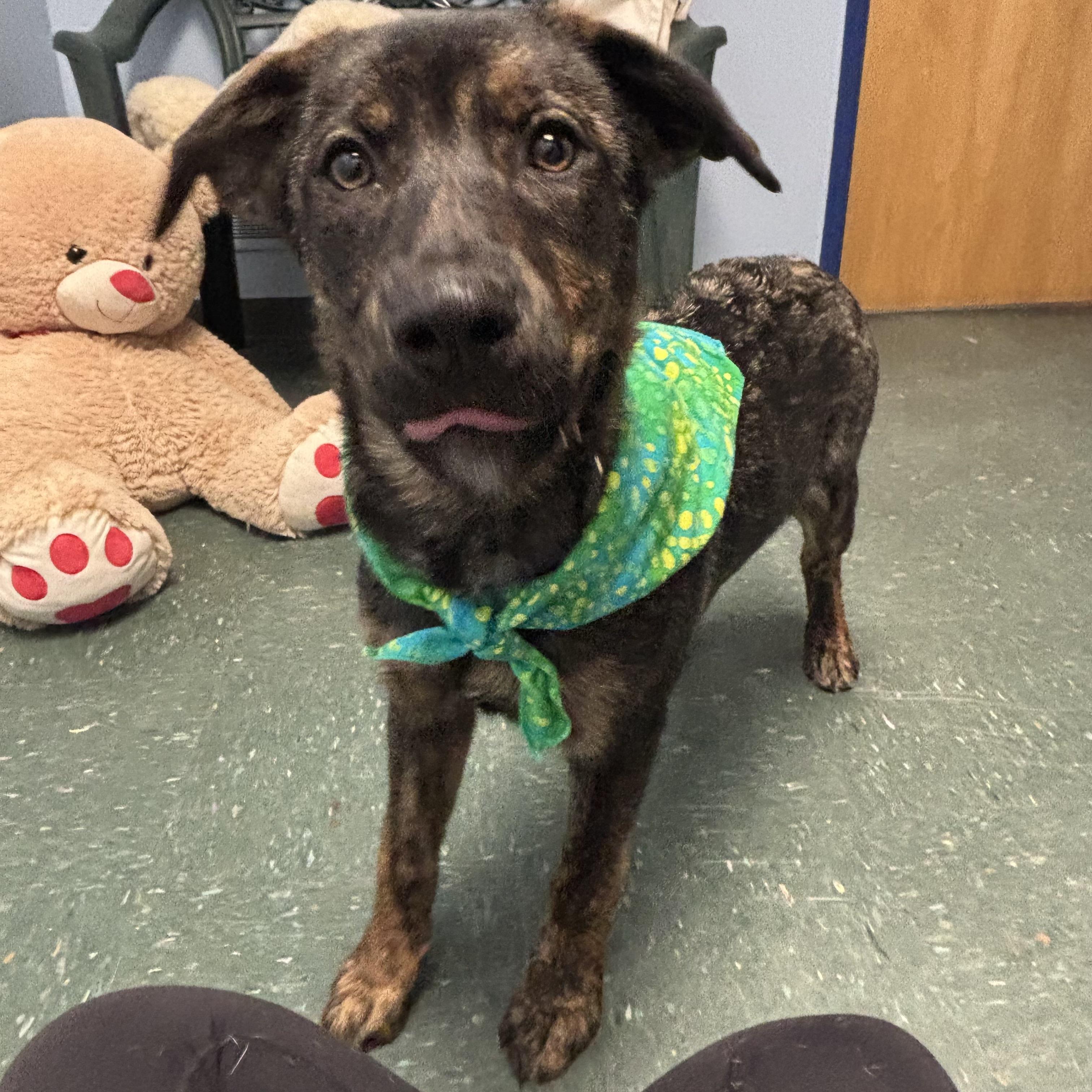 Enlarge Remi, an adopted mixed breed in Waynesburg, PA image 2/5