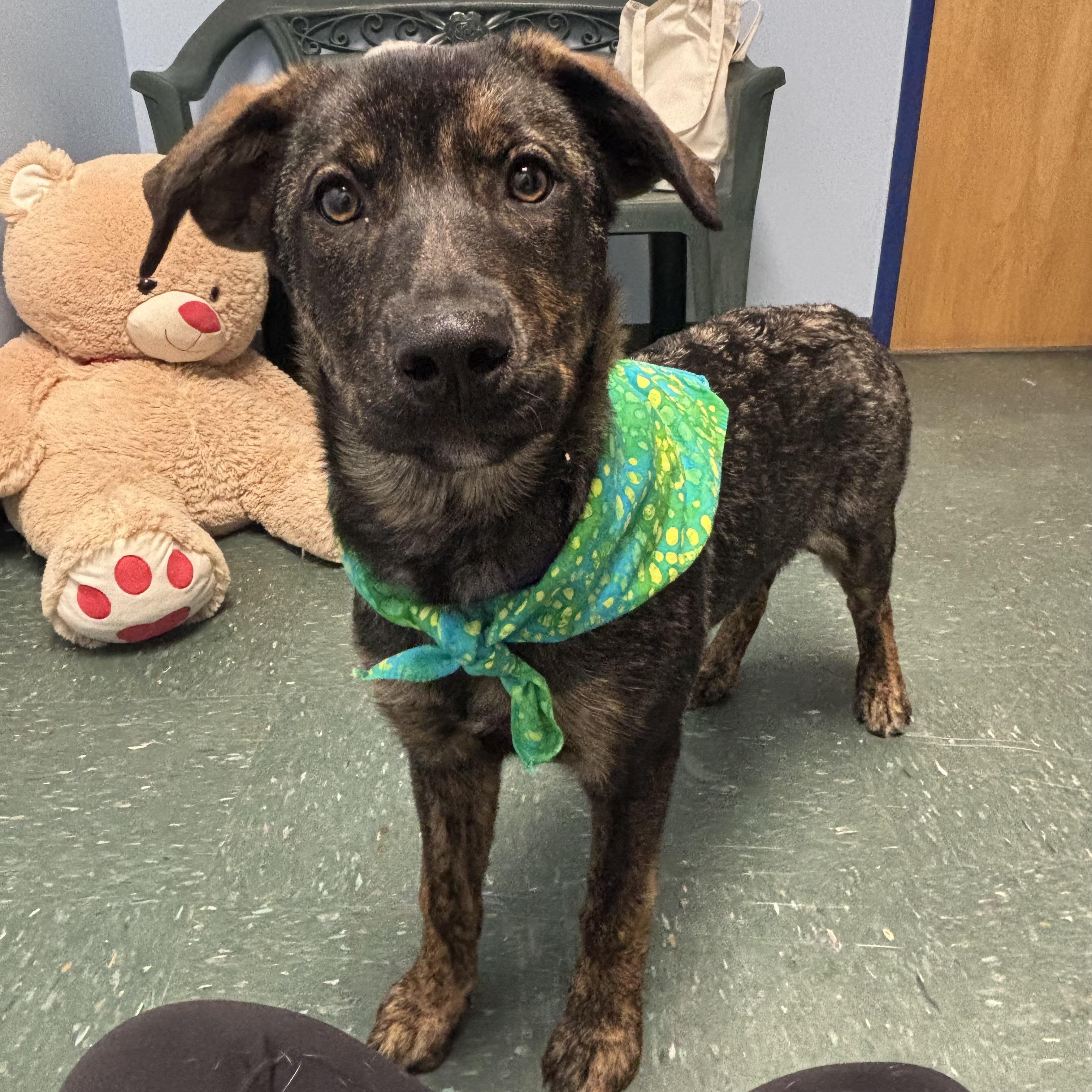 Enlarge Remi, an adopted mixed breed in Waynesburg, PA image 1/5