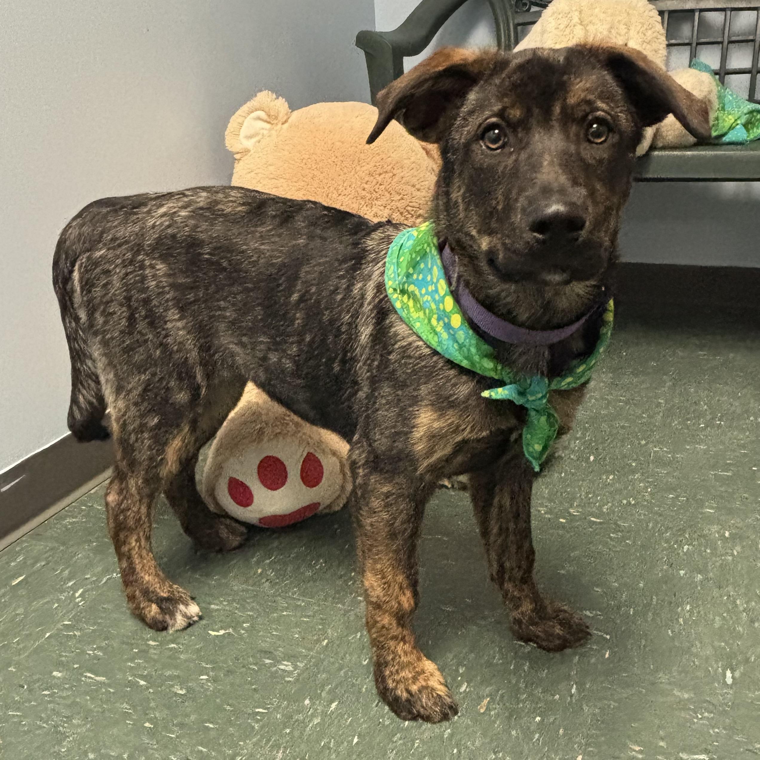 Enlarge Remi, an adopted mixed breed in Waynesburg, PA image 4/5