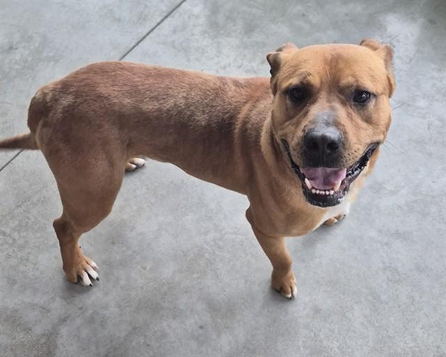 LION, Adoptable, Adult Male Pit Bull Terrier.