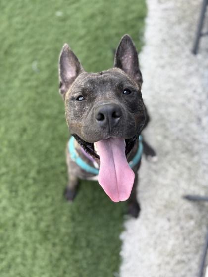 Micah, an adopted Mixed Breed in Miamitown, OH image 1/3