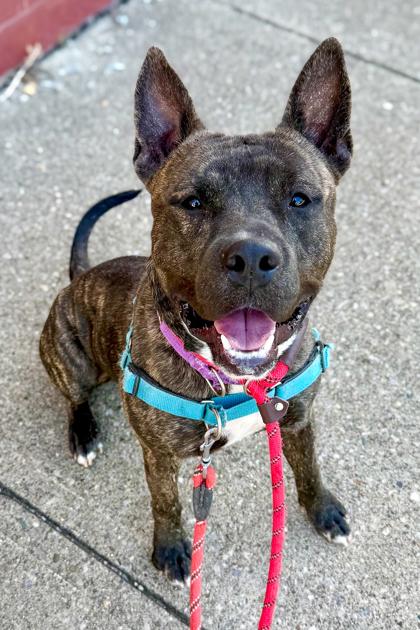 Micah, an adopted Mixed Breed in Miamitown, OH image 2/3