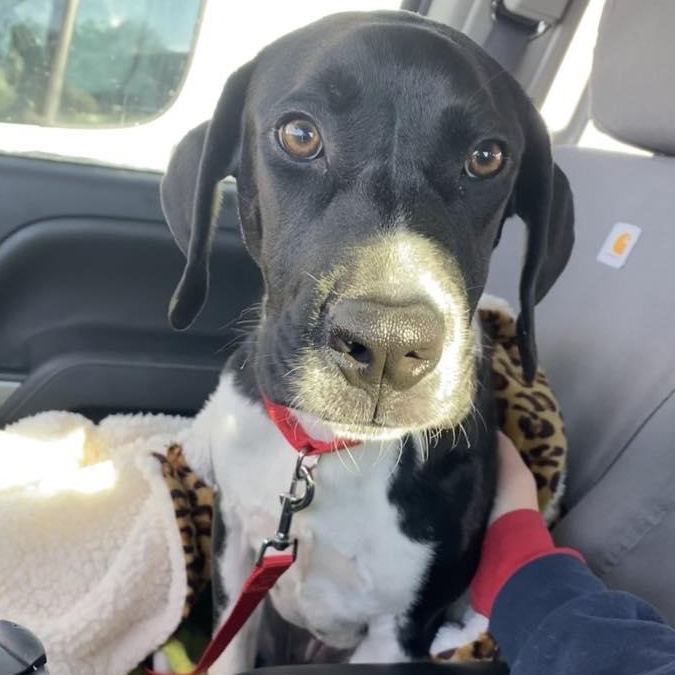 Lilly Rae, ADOPTABLE, Young Female Pit Bull Terrier.