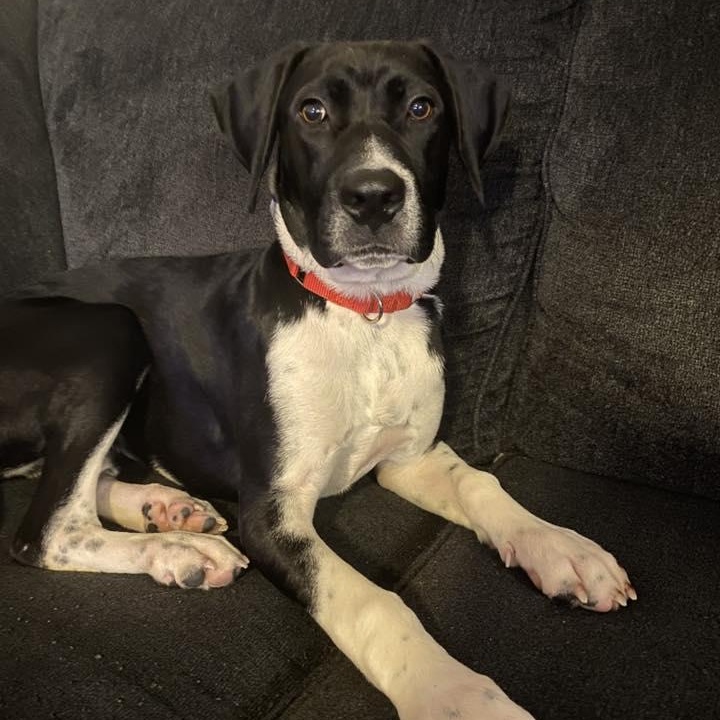 Enlarge Lilly Rae, a ADOPTABLE mixed breed in Racine, WI image 2/3