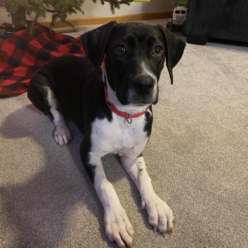 Enlarge Lilly Rae, a ADOPTABLE mixed breed in Racine, WI image 3/3