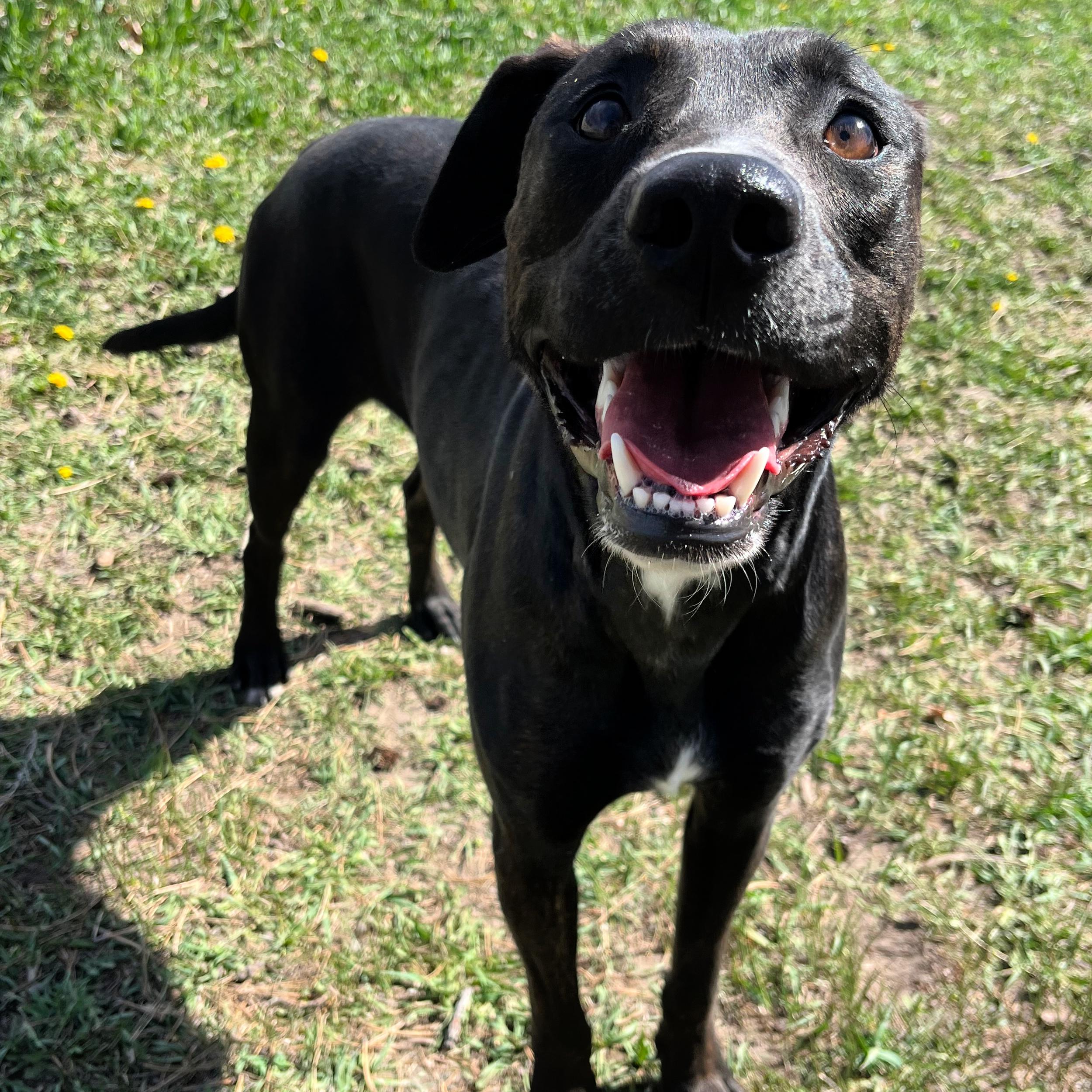 Enlarge Luna, a ADOPTABLE mixed breed in Lindon, UT image 2/5