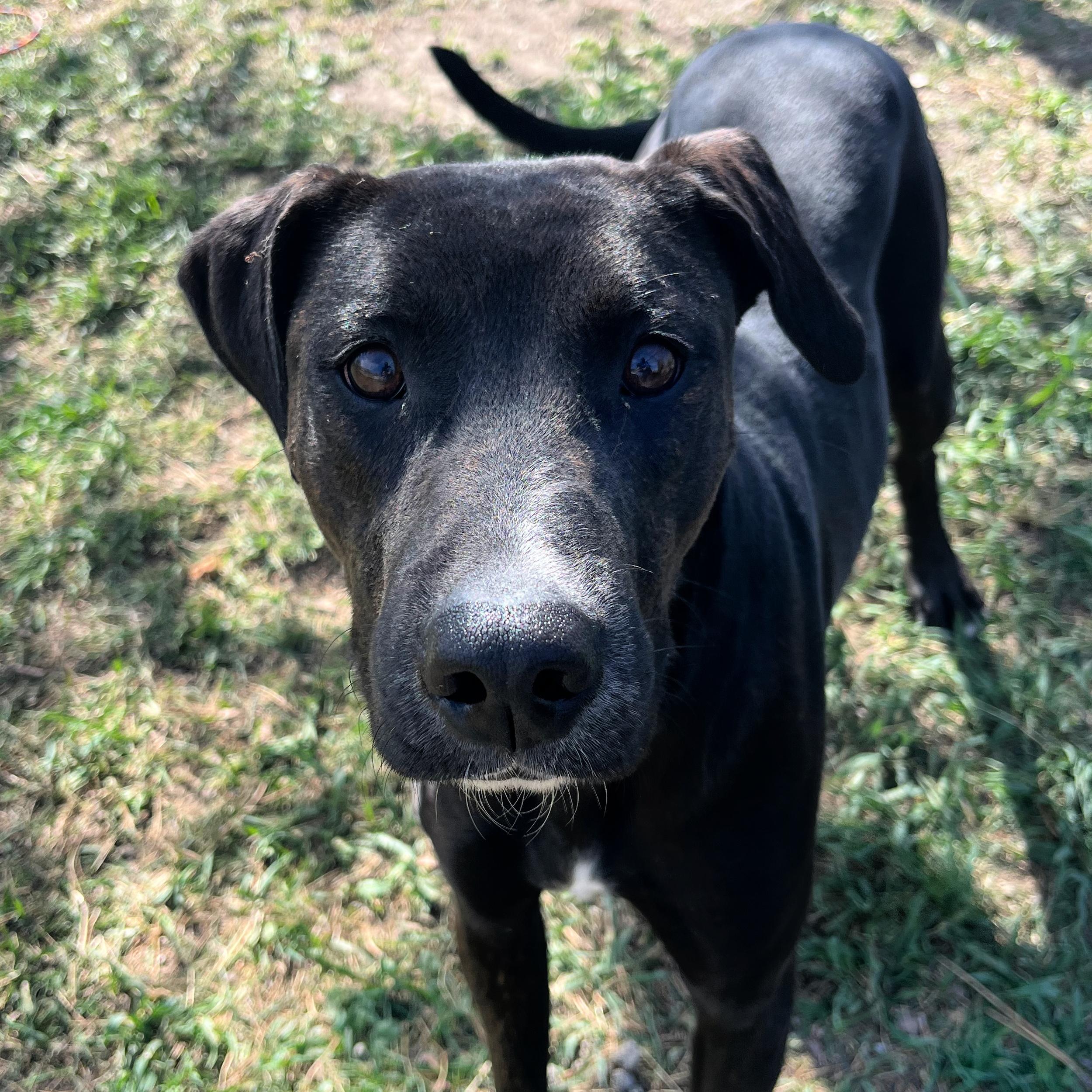 Luna, ADOPTABLE, Adult Female Pit Bull Terrier & Greyhound.