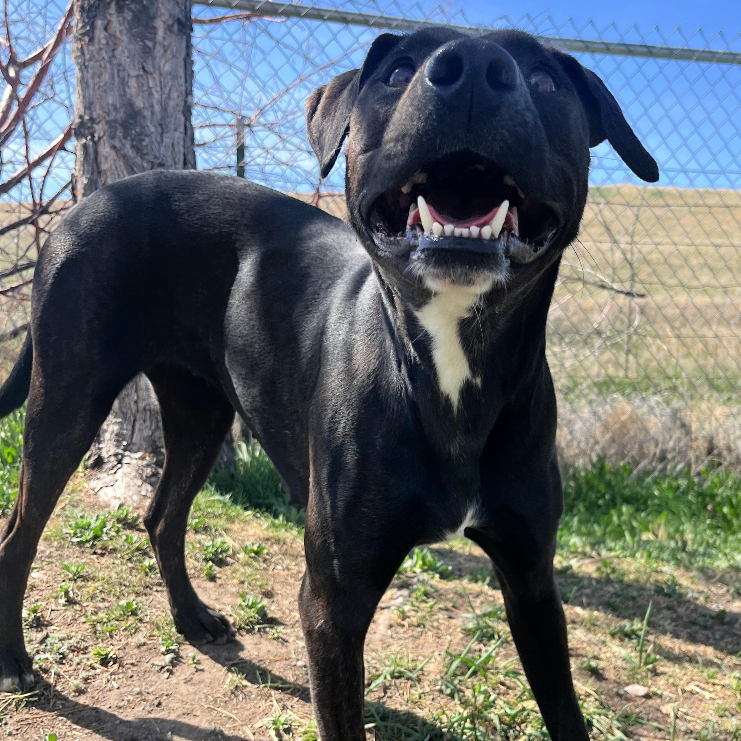 Enlarge Luna, a ADOPTABLE mixed breed in Lindon, UT image 3/5