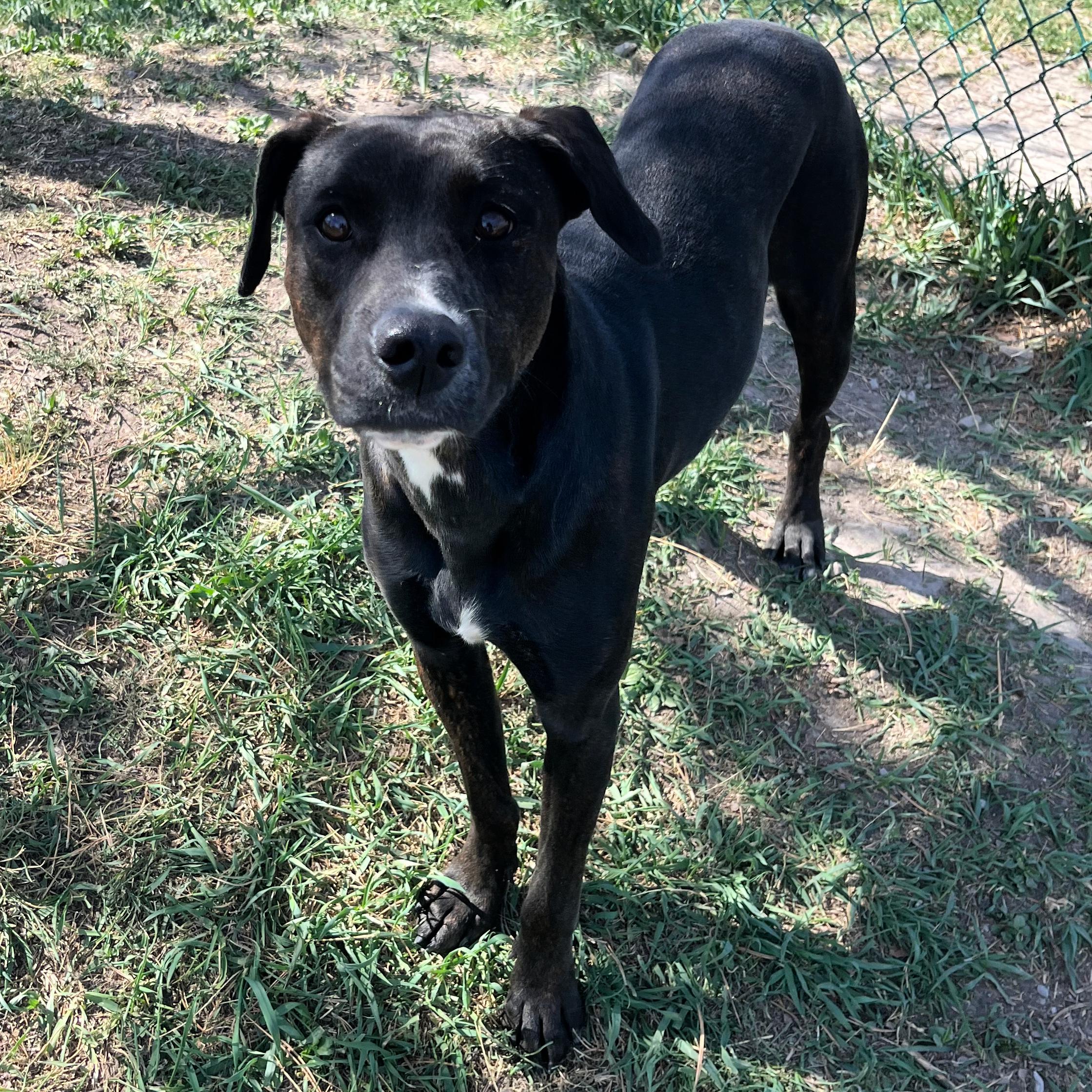Enlarge Luna, a ADOPTABLE mixed breed in Lindon, UT image 4/5