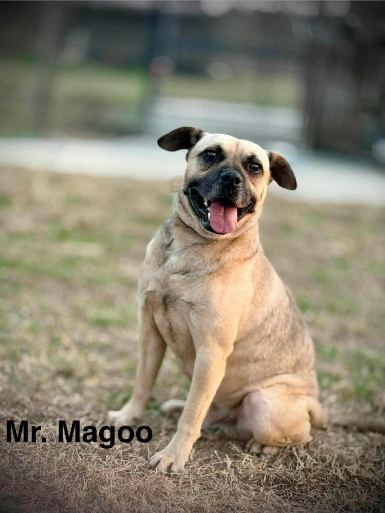 Mr. Magoo, Adoptable, Adult Male Pug & Mixed Breed.