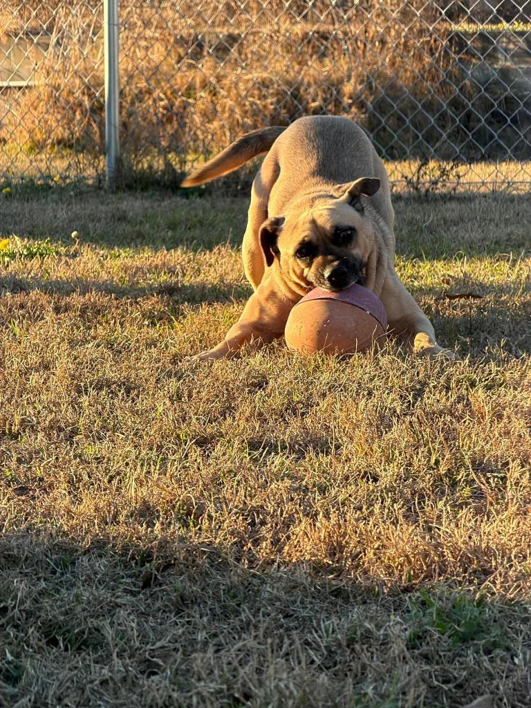 Enlarge Mr. Magoo, a Adoptable mixed breed in Orlando, FL image 2/3