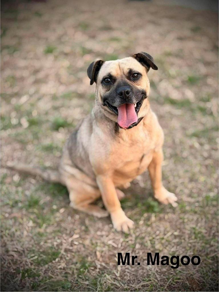 Enlarge Mr. Magoo, a Adoptable mixed breed in Orlando, FL image 3/3
