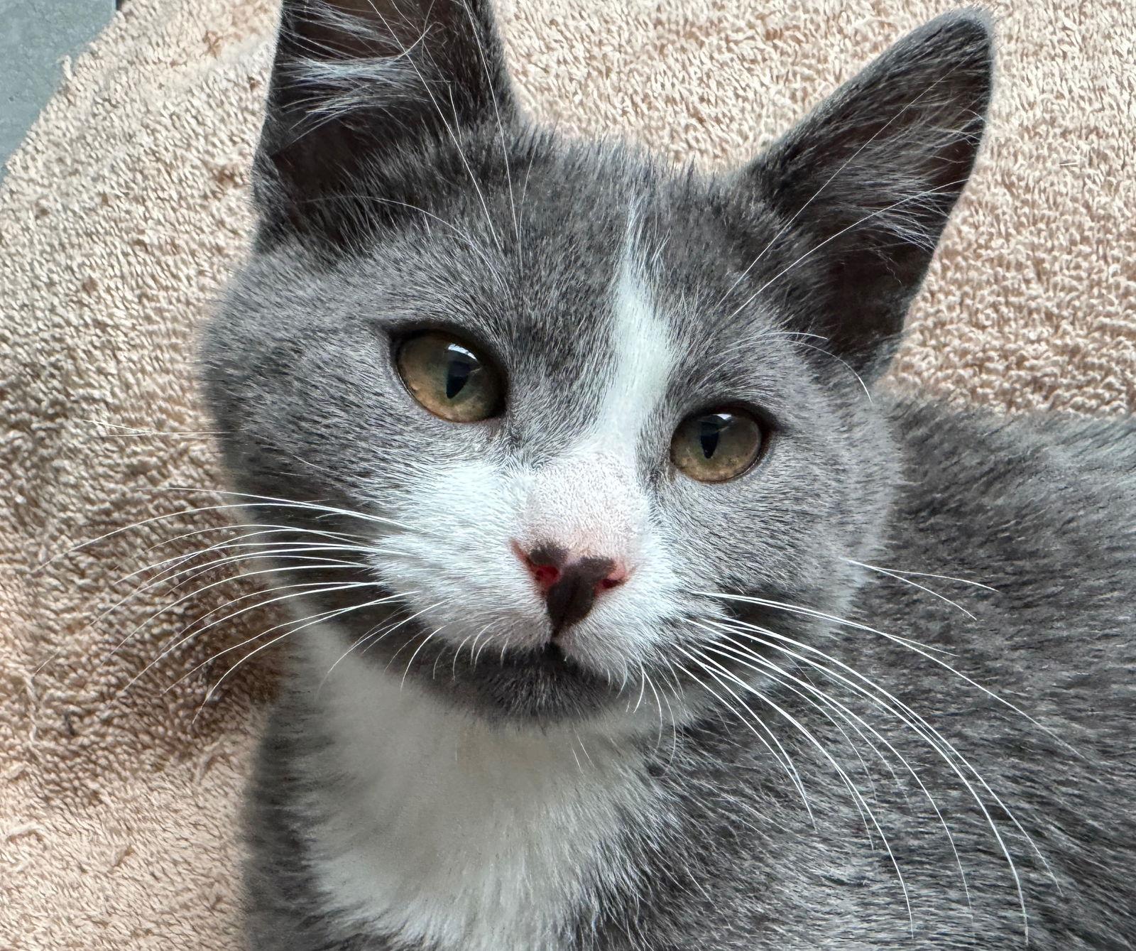 Nacho Supreme, Adoptable, Kitten Male Domestic Short Hair.