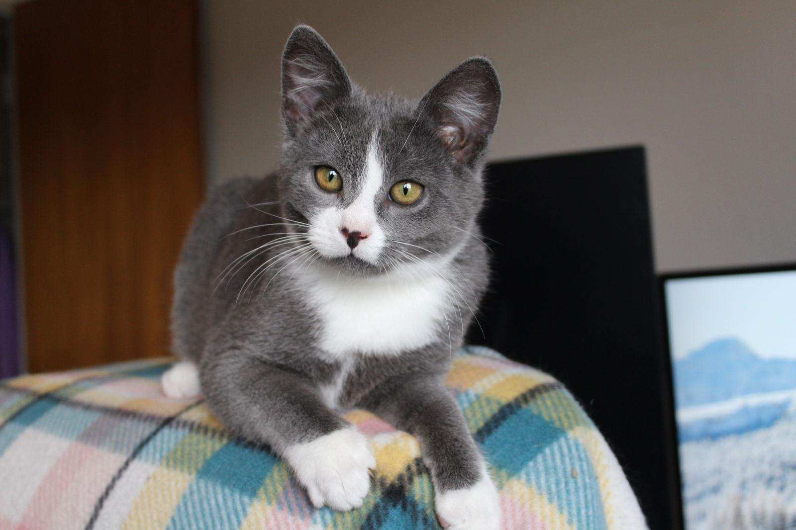Nacho Supreme, a Adoptable Domestic Short Hair in Laramie, WY image 2/3