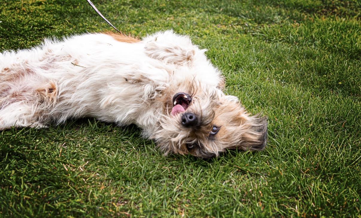 Enlarge Cheeto, a Adoptable mixed breed in Lansing, IL image 4/6