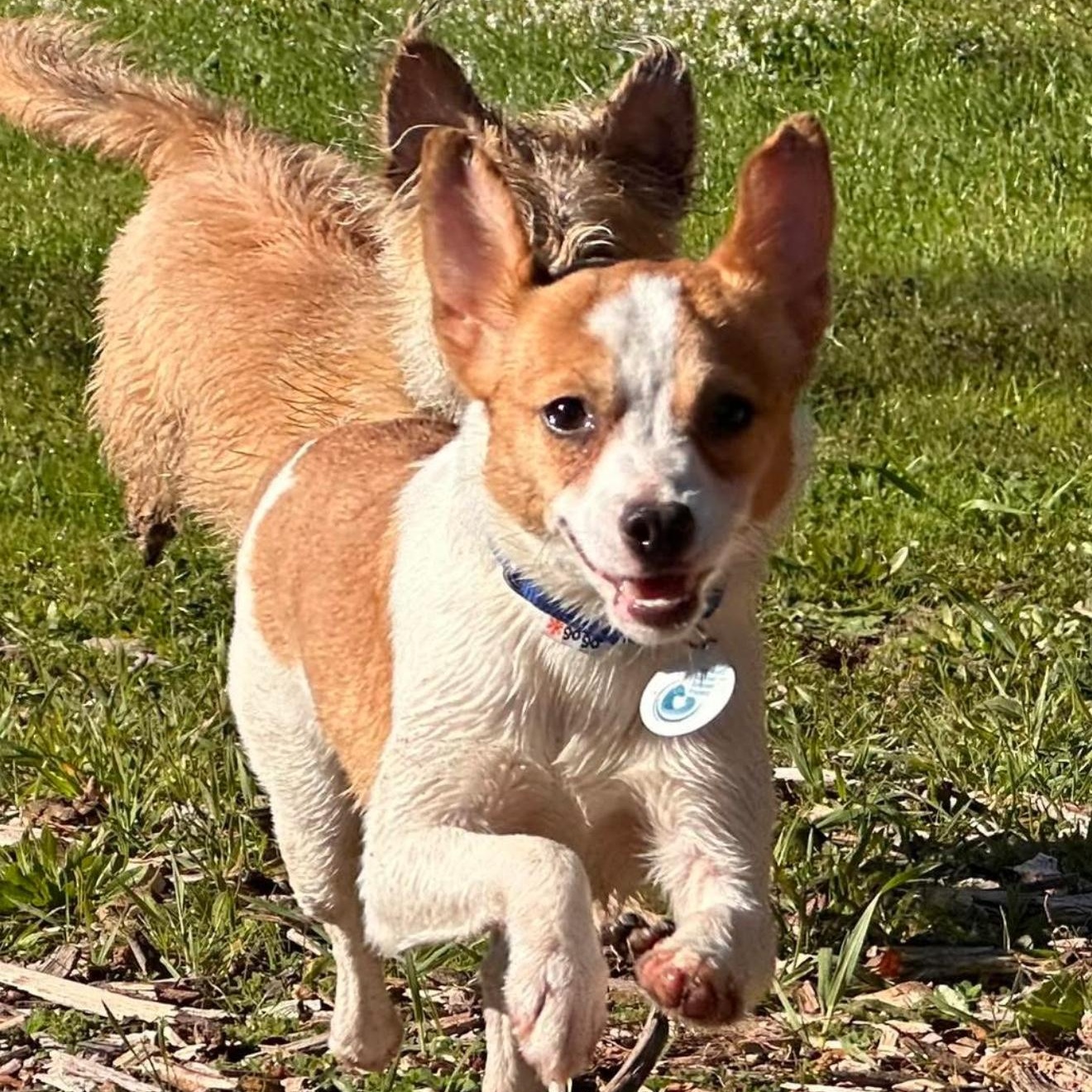 Joni, Adoptable, Young Female Chihuahua.