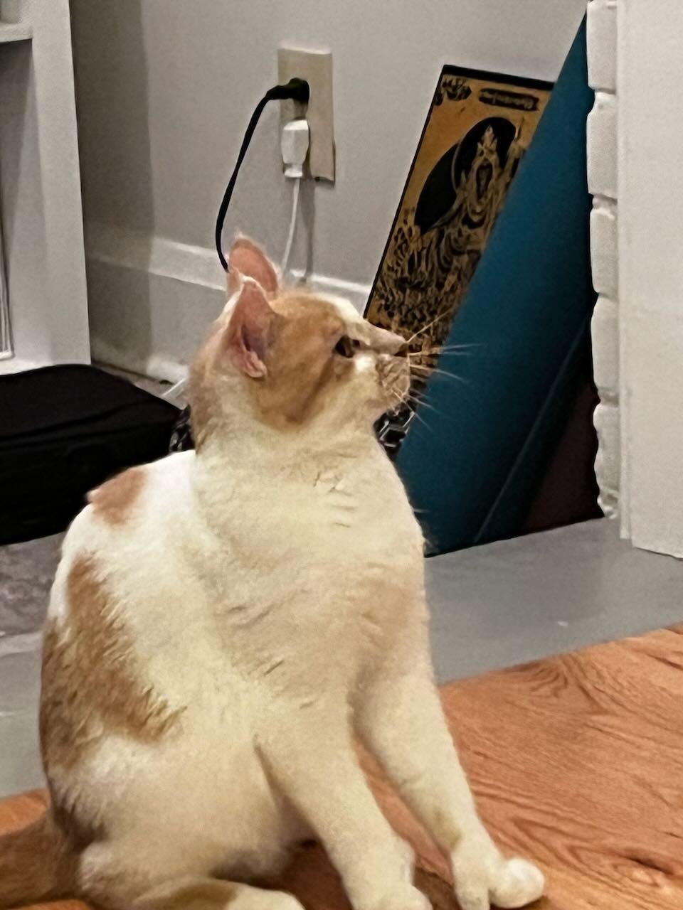 Beth, ADOPTABLE, Young Female Domestic Short Hair.